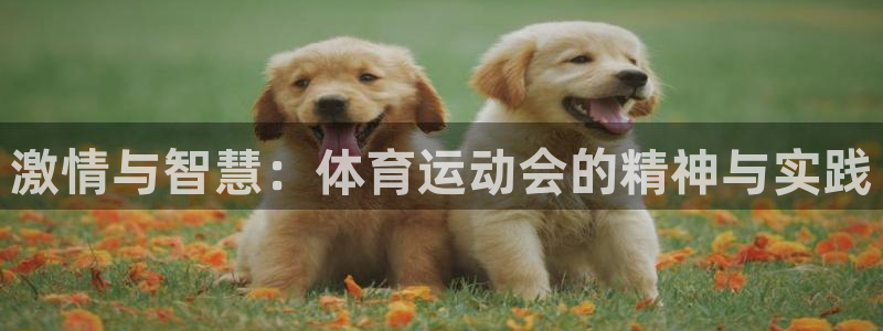 熊猫体育网址
